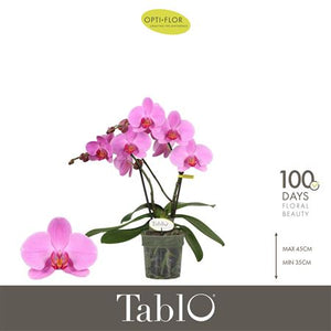Yellow Phalaenopsis Orchid ‘Paloma’ – 12cm Pot