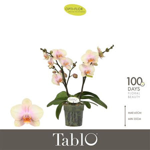 Pink Phalaenopsis Orchid ‘Bellini’ – 12cm Pot