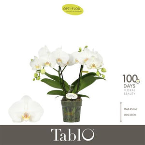 White Phalaenopsis Orchid – 2 Stems, 12cm Pot