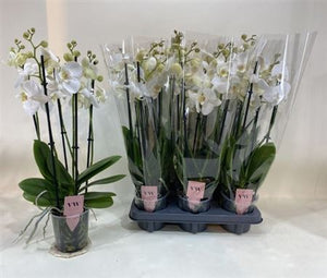 White Phalaenopsis Orchid ‘Inverness’ – 12cm Pot