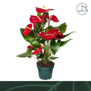 Red Anthurium (Anthurium) – 14cm Pot, 50cm High