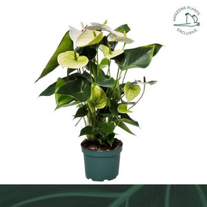 White Anthurium – 17cm Pot, 60cm Tall