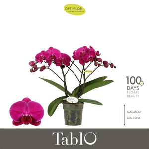 Purple Phalaenopsis Orchid – 2 Stems, 12cm Pot