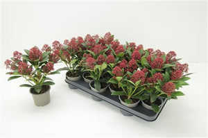 Skimmia japonica 'Rubella' – 10.5cm Pot