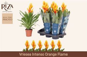 Vriesea 'Intenso Flame' – 12cm Pot