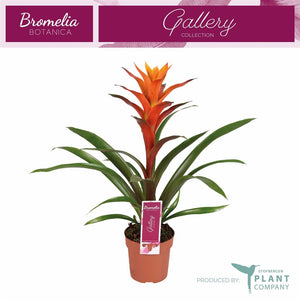 Guzmania Bromeliad – 12cm Pot, Approx. 50cm
