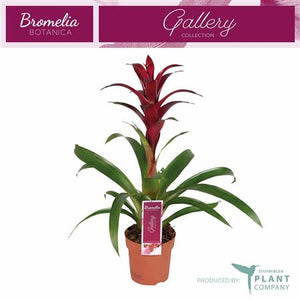 Burgundy Guzmania Houseplant – 12cm Pot