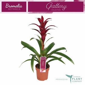 Burgundy Guzmania Houseplant – 12cm Pot