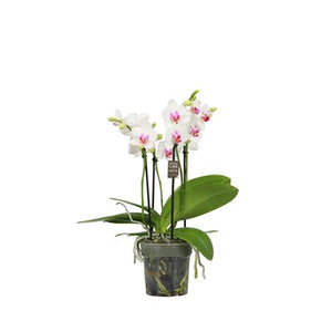 White Phalaenopsis Orchid – 12cm Pot, 40cm High