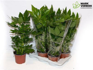 Japanese Aralia (Fatsia japonica) – 17cm Pot