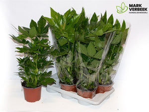 Japanese Aralia (Fatsia japonica) – 17cm Pot