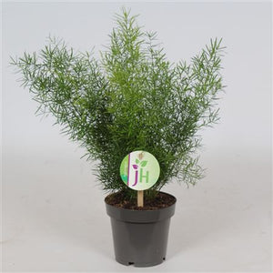 Asparagus Fern (Asparagus sprengeri) – 12cm Pot