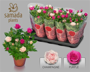 Classic Star Rose (Rosa) – 12cm Pot