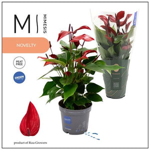 Red Anthurium (Anthurium andraeanum) – 12cm Pot