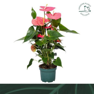 Pink Anthurium – 17cm Pot, Approx. 65cm Tall