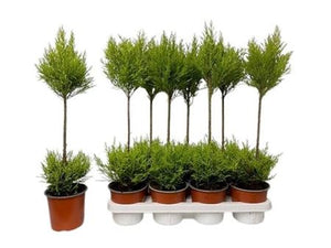 Goldcrest Monterey Cypress (Cupressus macrocarpa) – 14cm Pot