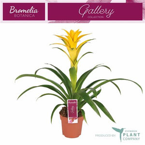 Guzmania ‘Desire’ Flowering Houseplant – 12cm Pot