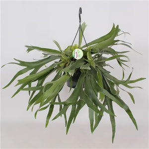 Staghorn Fern (Platycerium bifurcatum) – 21cm Pot