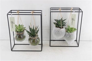 Black Metal Hanging Plant Arrangement – 20cm