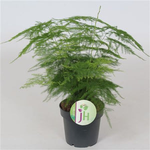 Asparagus Fern (Asparagus plumosus) – 12cm Pot