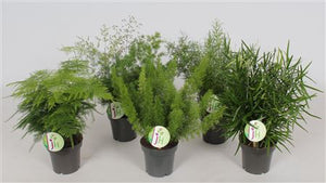 Asparagus Mixed Green Houseplant – 12cm Pot