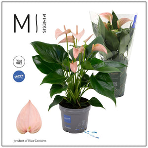 Peach Anthurium (Anthurium andraeanum) – 12cm Pot