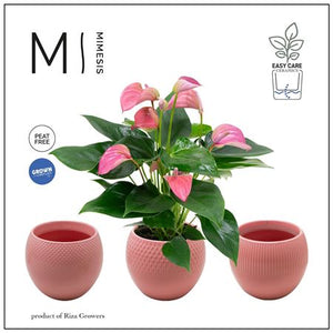 Peach Anthurium (Anthurium andraeanum) – 12cm Pot