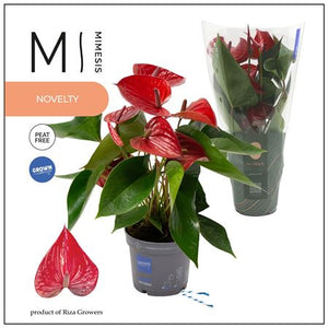 Red Anthurium (Anthurium) – 12cm Pot