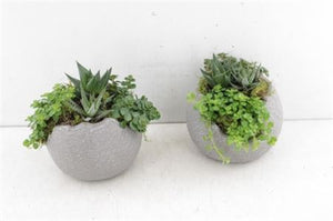 Green Globe Plant Arrangement – 13cm Ceramic Bowl