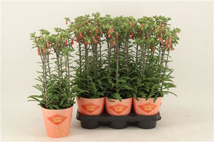 Kalanchoe ‘Lucky Bells’ – Orange Flowering Plant, 14cm Pot
