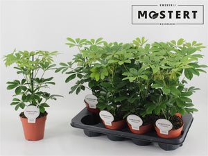 Dwarf Umbrella Tree (Schefflera arboricola) – 13cm Pot