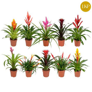Mixed Bromeliad Houseplant – 12cm Pot, 45cm Height