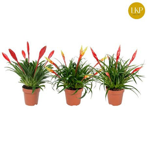 Vriesea Mixed Flowering Houseplant – 12cm Pot