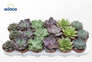 Mixed Echeveria Succulent – 8.5cm Pot