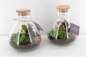 Medium Erlenmeyer Glass Terrarium Arrangement – 24cm