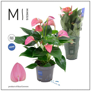 Pink Anthurium (Anthurium andraeanum) – 12cm Pot