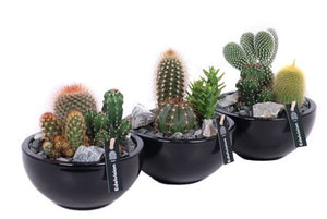 Mixed Cactus Arrangement in Black Ceramic Bowl – 15cm
