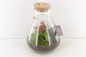 XL Erlenmeyer Glass Terrarium with LED Lighting