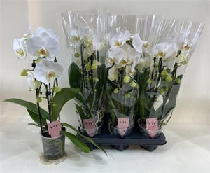 White Phalaenopsis Orchid – 12cm Pot, 45cm High