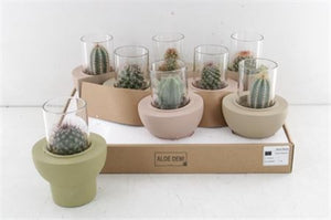Mixed Succulent Arrangement in Ceramic Beaver Pot – 10cm