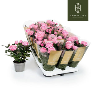 Pink Kordana Grande Adele Rose – 10.5cm Pot