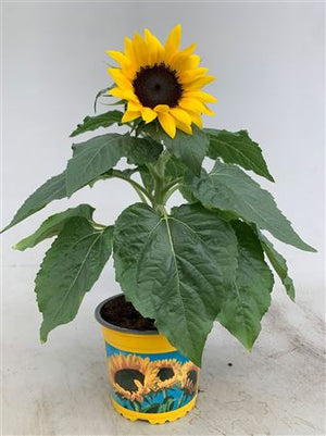 Helianthus ‘Sunsation’ Sunflower – 13cm Pot