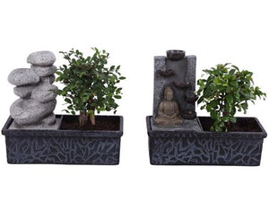 Indoor Waterfall Bonsai – 22cm Pot