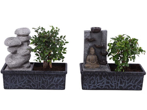 Indoor Waterfall Bonsai – 22cm Pot