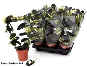 White Stephanotis (Stephanotis floribunda) – 12cm Pot