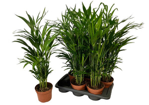 Areca Palm (Dypsis lutescens) – 17cm Pot