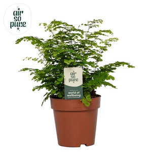Maidenhair Fern (Adiantum) – 12cm Pot