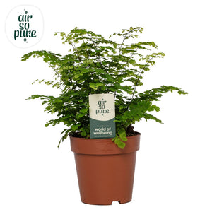 Maidenhair Fern (Adiantum) – 12cm Pot
