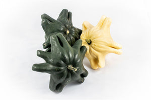 Mixed Yugoslavian Fingers Ornamental Gourds
