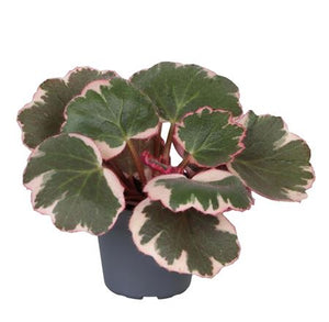 Strawberry Begonia (Saxifraga stolonifera) – 6cm Pot